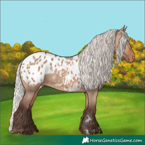 Horse Color:Silver Brown Dun Appaloosa 