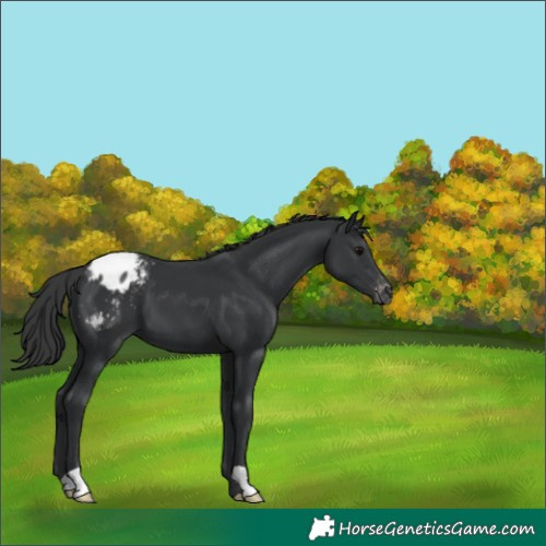 Horse Color:Black Appaloosa 
