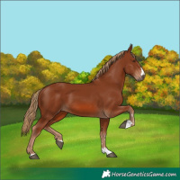 Horse Color:Chestnut 