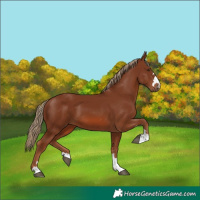 Horse Color:Chestnut 