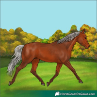 Horse Color:Silver Bay 