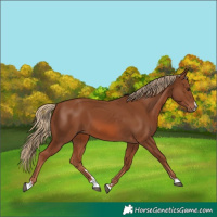 Horse Color:Chestnut 
