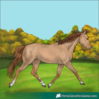 Horse Color:Red Dun 
