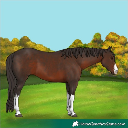 Horse Color:White Spotted Liver Chestnut 