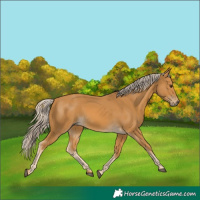 Horse Color:Palomino 