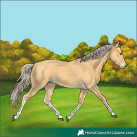 Horse Color:Palomino 