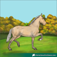 Horse Color:Silver Buckskin Dun Varnish 