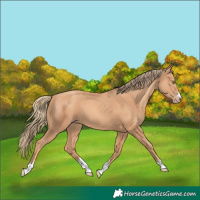 Horse Color:Gold Champagne 