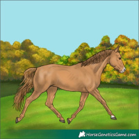 Horse Color:Chestnut Frame 