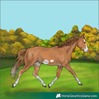 Horse Color:Chestnut Splash Frame 