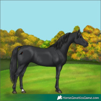 Horse Color:Black Rabicano 