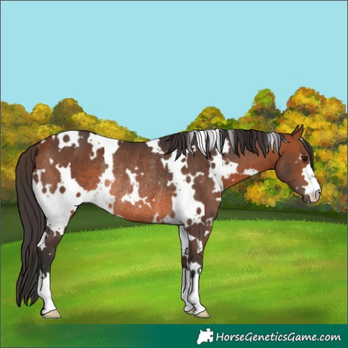 Horse Color:White Spotted Bay Rabicano