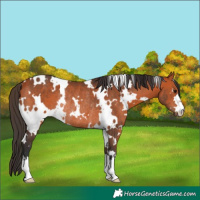 Horse Color:White Spotted Bay Rabicano 