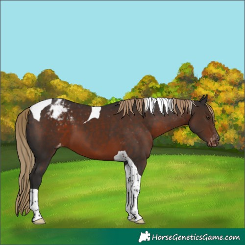 Horse Color:Liver Chestnut Tobiano Blanket 