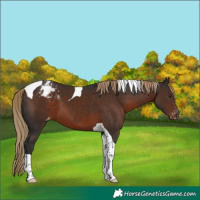 Horse Color:Liver Chestnut Tobiano Appaloosa 