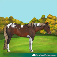 Horse Color:Liver Chestnut Tobiano Appaloosa