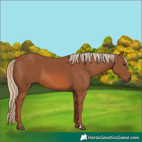 Horse Color:Chestnut 