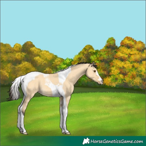 Horse Color:Buckskin Dun Tobiano