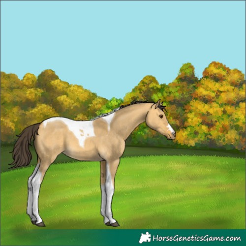 Horse Color:Buckskin Dun Tobiano 
