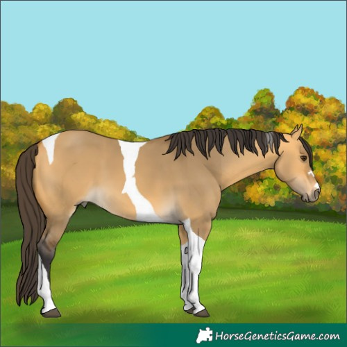Horse Color:Buckskin Dun Tobiano