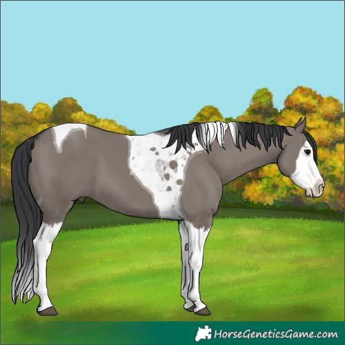 Horse Color:Grullo Splash Tobiano 