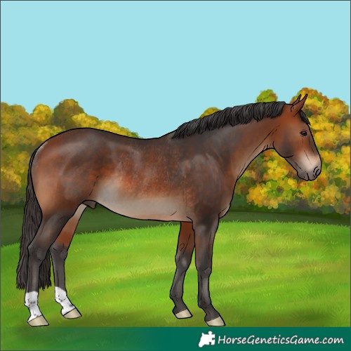 Horse Color:Bay Rabicano 