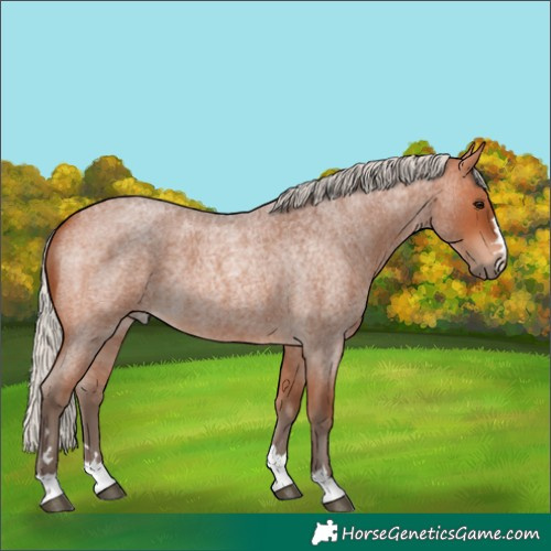 Horse Color:Silver Bay Roan 
