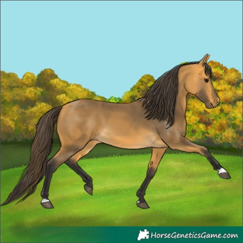Horse Color:Buckskin 