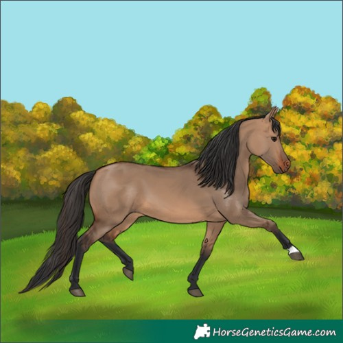 Horse Color:Bay Dun