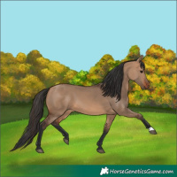 Horse Color:Bay Dun
