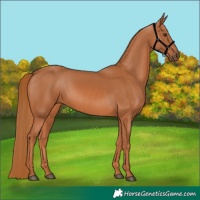 Horse Color:Chestnut 
