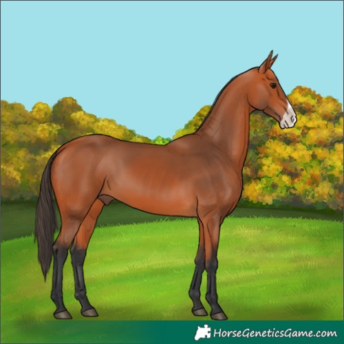 Horse Color:Bay Frame 