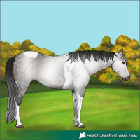 Horse Color:Gray Grullo Tobiano 