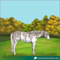 Horse Color:Silver Black Sabino 