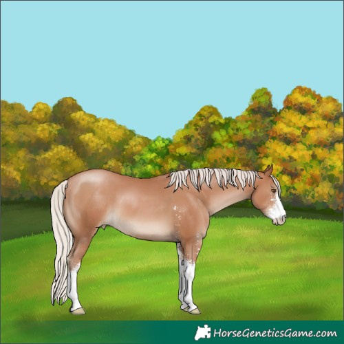 Horse Color:Silver Black Pearl Sabino