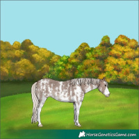 Horse Color:Silver Black Sabino 
