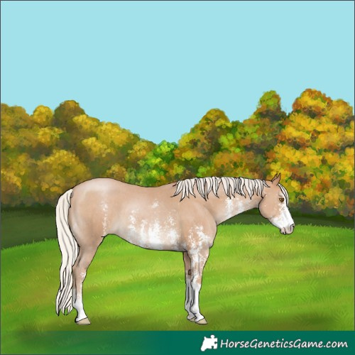 Horse Color:Silver Black Pearl Sabino