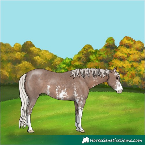 Horse Color:Silver Black Sabino