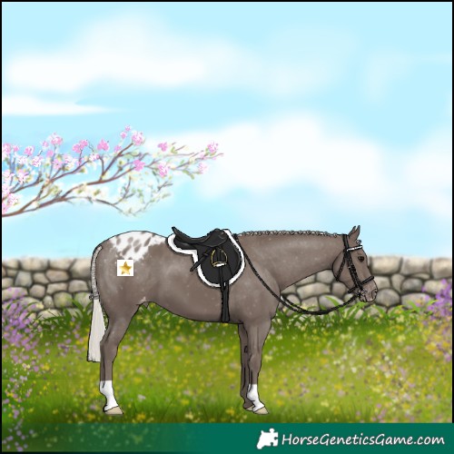 Horse Color:Silver Black Appaloosa 