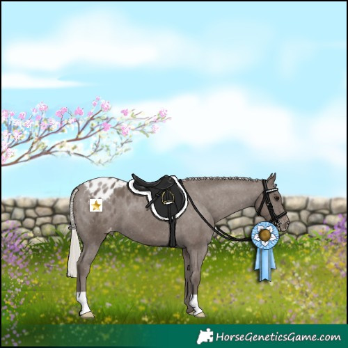 Horse Color:Silver Black Appaloosa