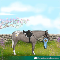 Horse Color:Silver Black Appaloosa