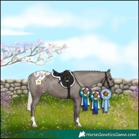 Horse Color:Silver Black Appaloosa 