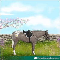 Horse Color:Silver Black Appaloosa