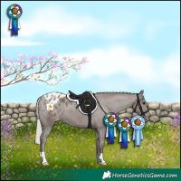Horse Color:Silver Black Appaloosa