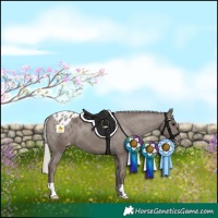 Horse Color:Silver Black Appaloosa 