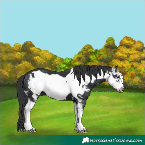 Horse Color:Black Sabino Frame 