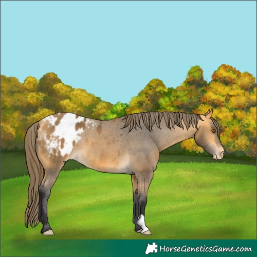 Horse Color:Buckskin Appaloosa 