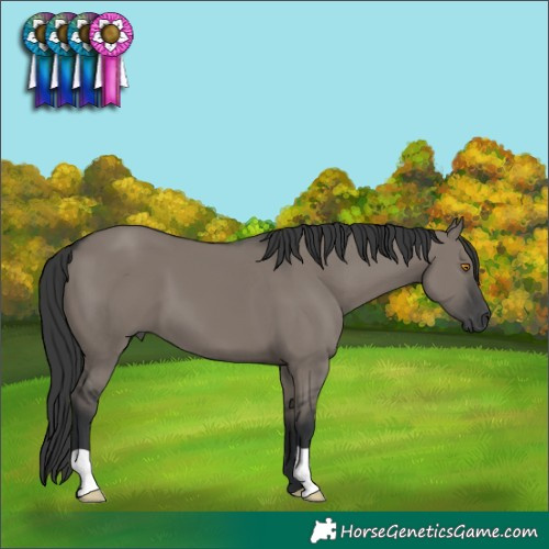 Horse Color:Grullo 