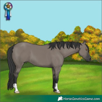 Horse Color:Grullo