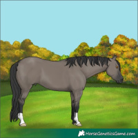 Horse Color:Grullo 
